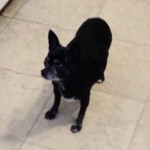 Meet your Posher, Norman